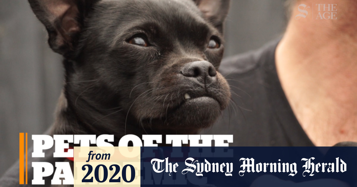 Video 'No time to be down' adopting a pet during COVID19